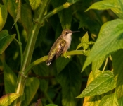 2022 09 12 LongFellowGardens 015